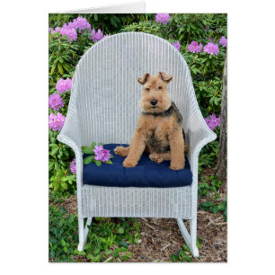 Welsh Terrier sur fauteuil en osier