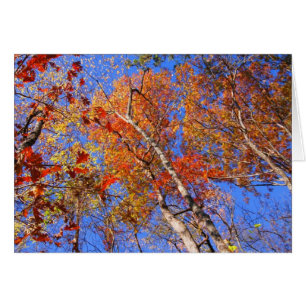 West Mt. Autumn Hot Springs National Park Cadfts