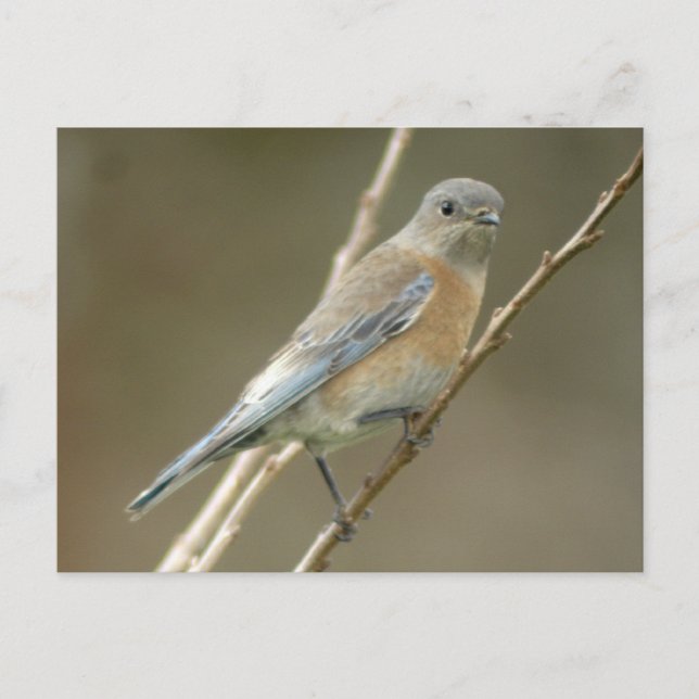Western Bluebird femelle 1 Carte postale (Devant)
