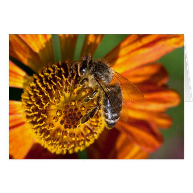 Western Honey Bee Macro photo (Devant Horizontal)