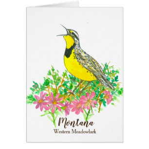 Western Meadowlark Bitterroot Montana Bonjour