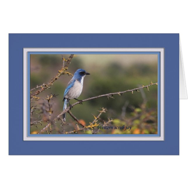 Western_scrub_jay_1613 (Devant horizontal)