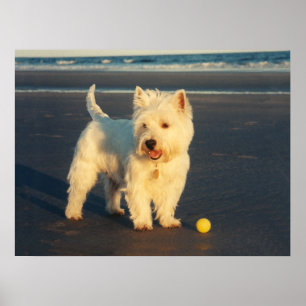 Westie avec une affiche de balle jaune
