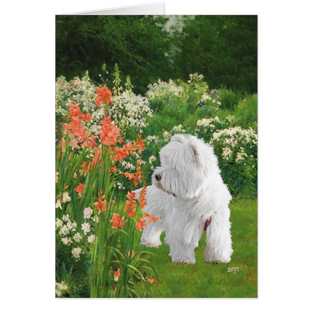 Westie dans le jardin (Devant)