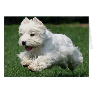 Westie en cours