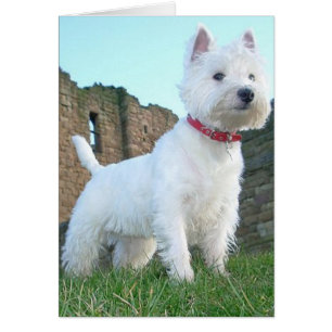 Westie fier