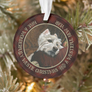 Westie sur canapé