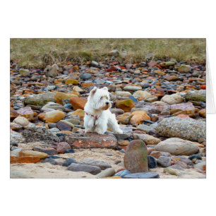 Westie sur les rochers