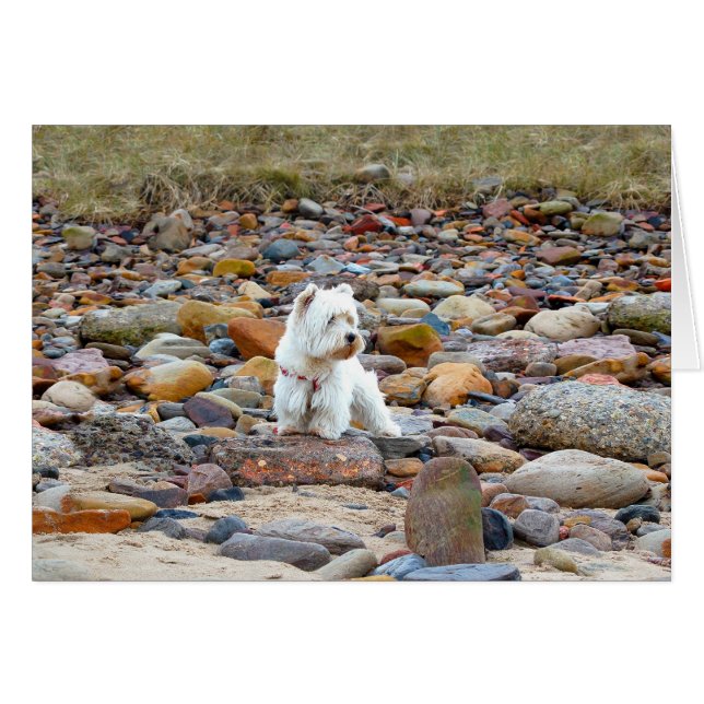 Westie sur les rochers (Devant horizontal)