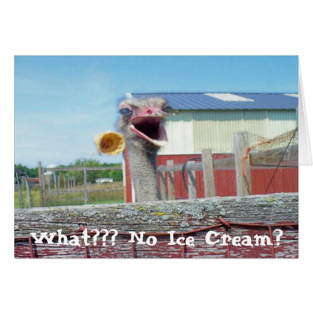 What No Ice Cream - Ferme d'autruches (Devant horizontal)