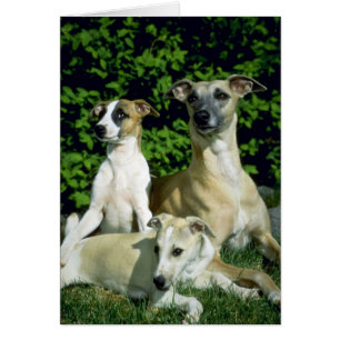 Whippet and pubs