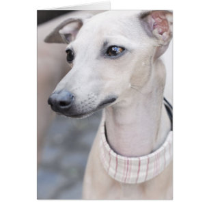 Whippet mignon