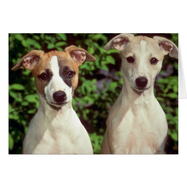 Whippets (Devant horizontal)