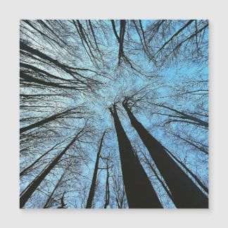 Whispers of the Whisper Forest
