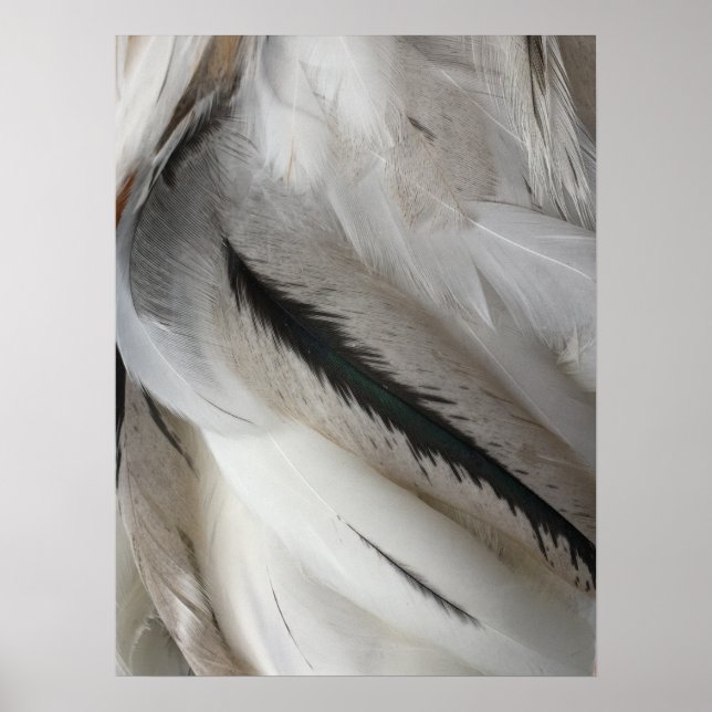 White and Black Feathers Poster (Devant)