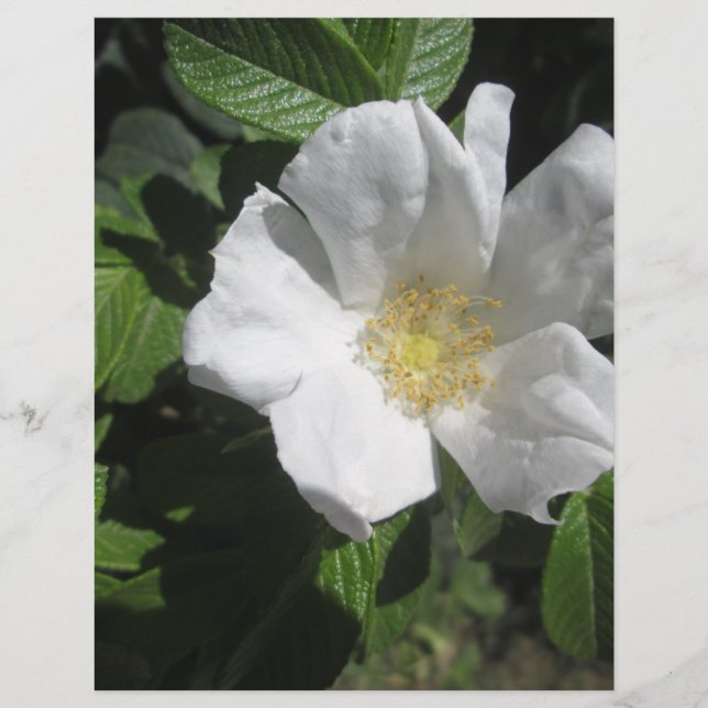 White Beach Plum Rose (Devant)