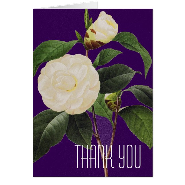 White Camellia (Devant)