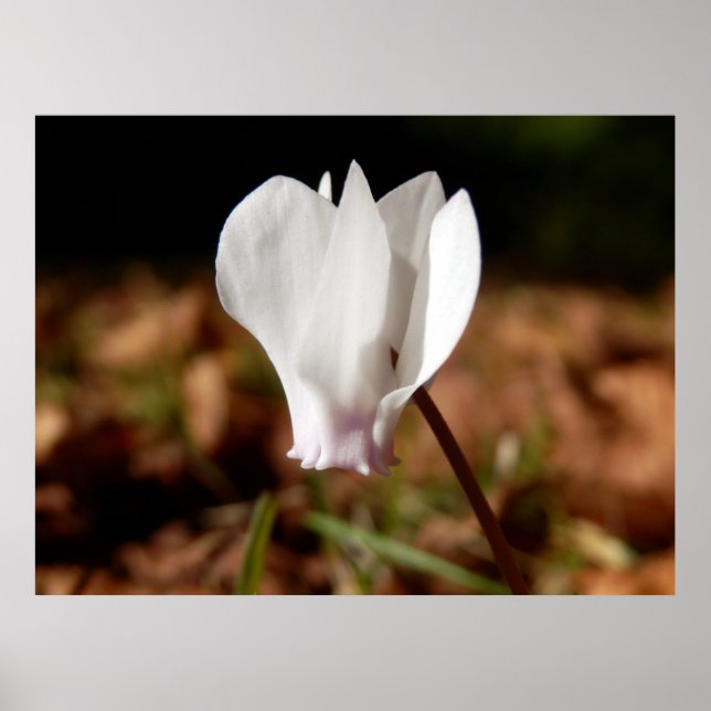 White Cyclamen Poster (Devant)