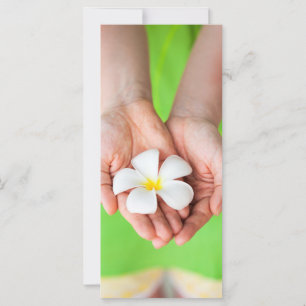 White Frangipani flowers