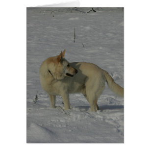White German Shepherd in the Snow