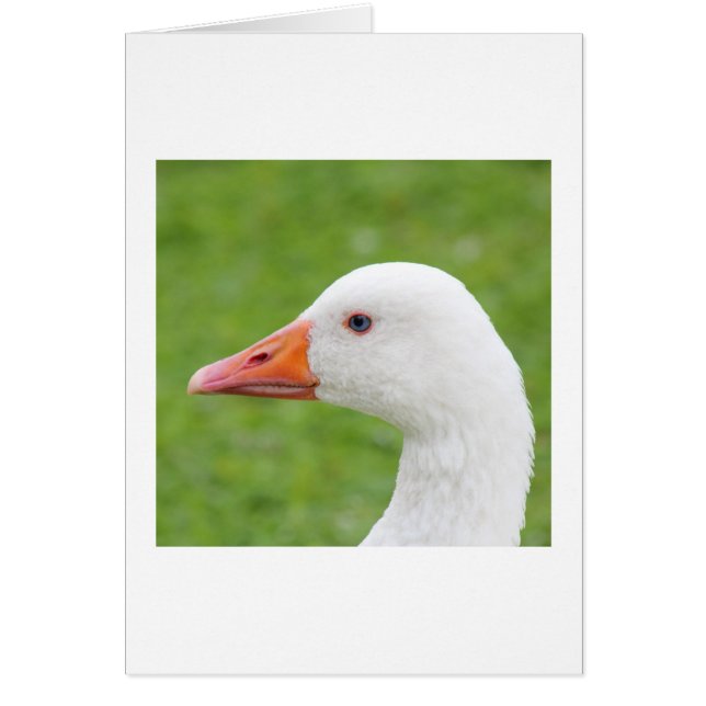 White Goose (Devant)