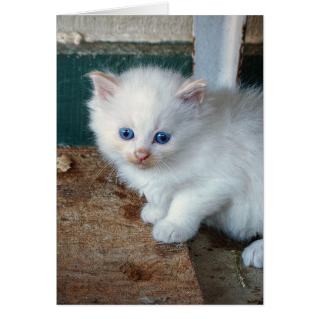 White Kitten (Devant)