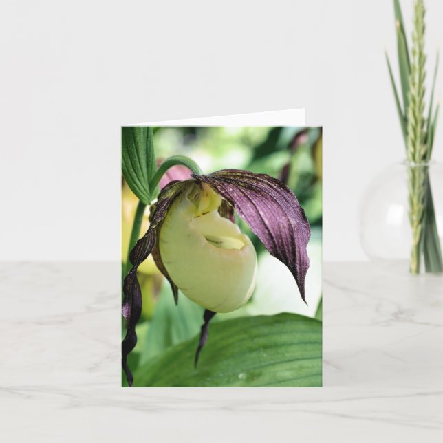 White Lady Slipper Orchid Flower Photography  (Devant)