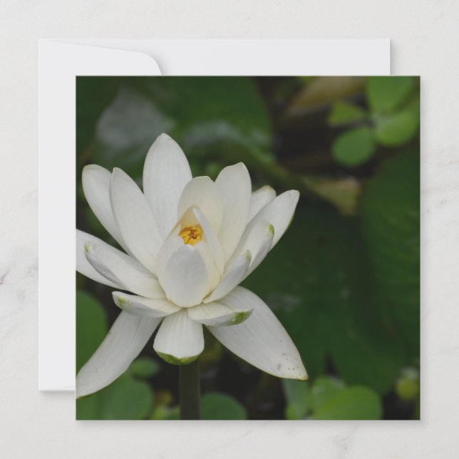 White lotus (Devant)