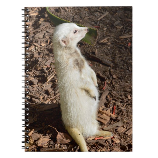 White Meerkat Standing, Carnet (Devant)