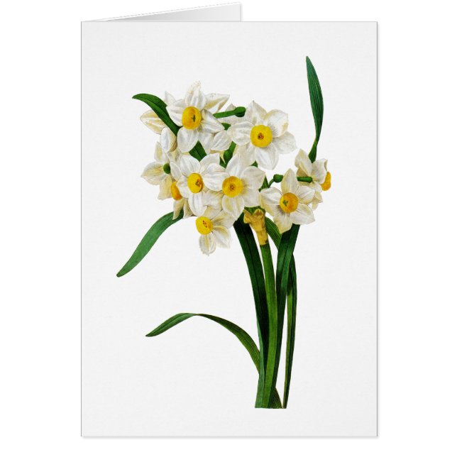 White Narcissus par Pierre-Joseph Redoute (Devant)
