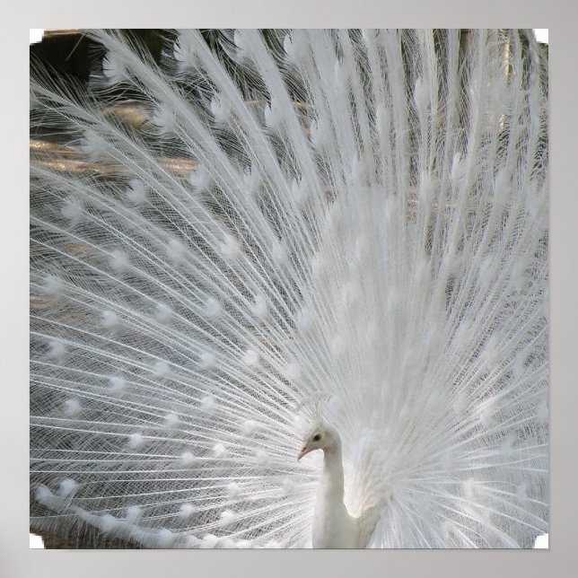 White Peacock Poster (Devant)