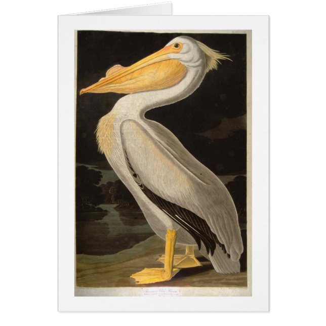 White Pelican, John James Audubon (Devant)
