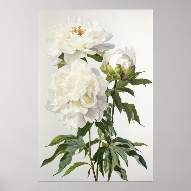 White Peonies Flower Art Imprimer Poster (Devant)