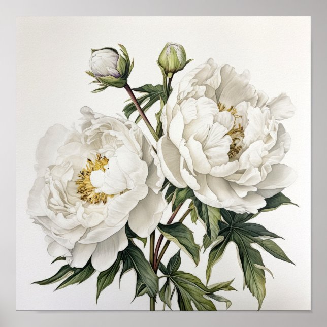 White Peonies Flower Art Imprimer Poster (Devant)