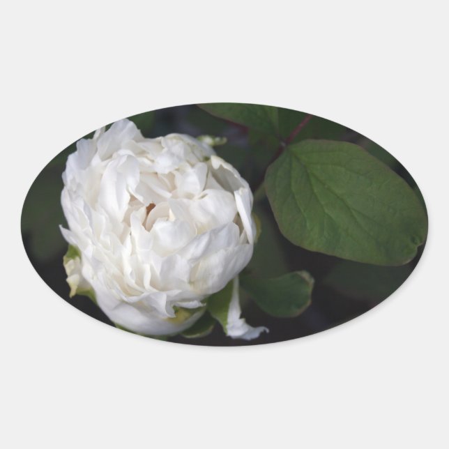 White Peony 3 Floral Photographie Autocollant oval (Devant)