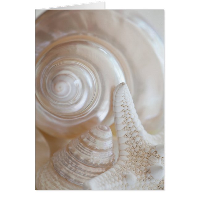 White Seashell Starfish Tropical Beach Sea Shells (Devant)