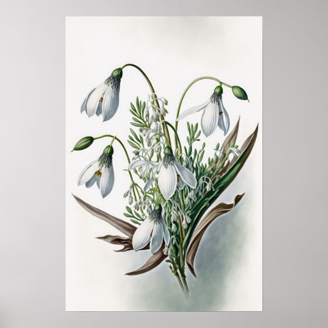 White Snowdrop Flowers Art Print Poster (Devant)