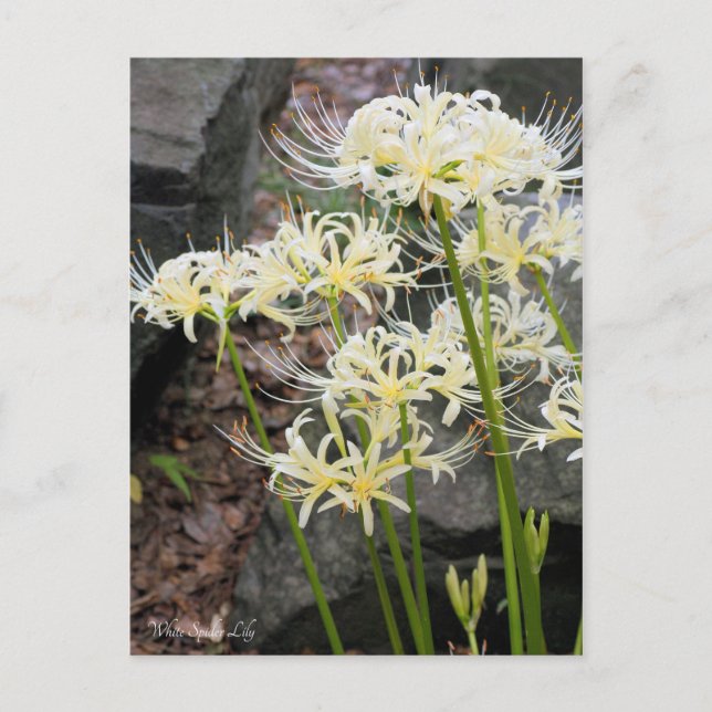 White Spider Lily ［ carte postale (Devant)