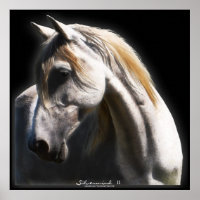 White Spirit Stallion Equine Poster