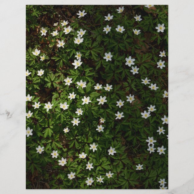 White spring flowers in woodland Scrapbook Paper (Devant)