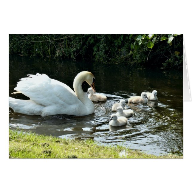 White Swan with Chicks (Devant horizontal)