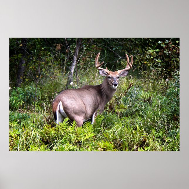 White-Tailed Buck Canvas Poster (Devant)