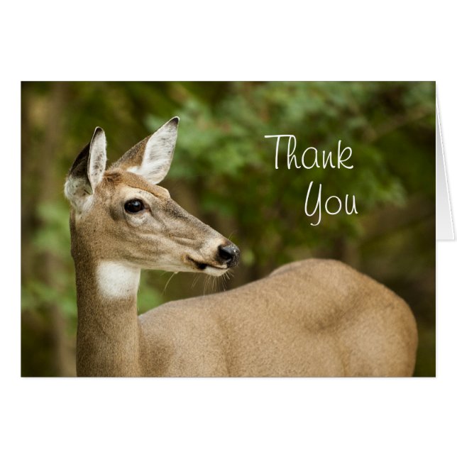 White Tailed Deer (Devant horizontal)