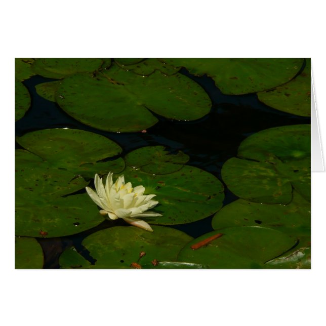White Waterlily I Peaceful (Devant horizontal)