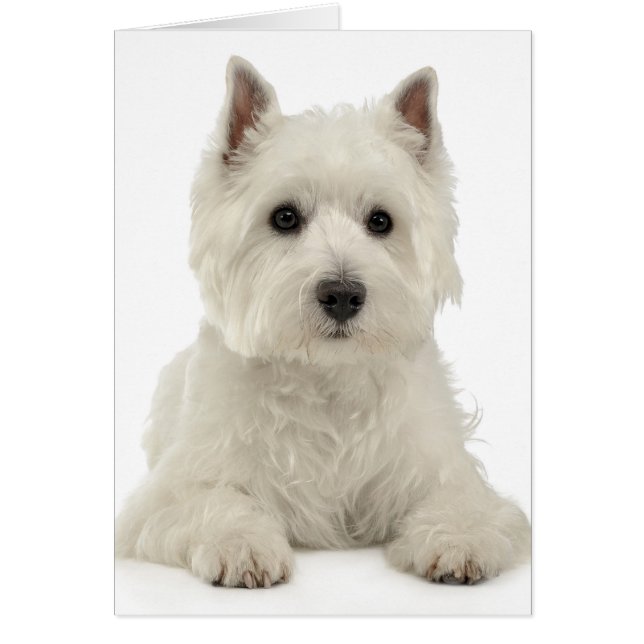 White West Highland Terrier Chien chiot Westie (Devant)