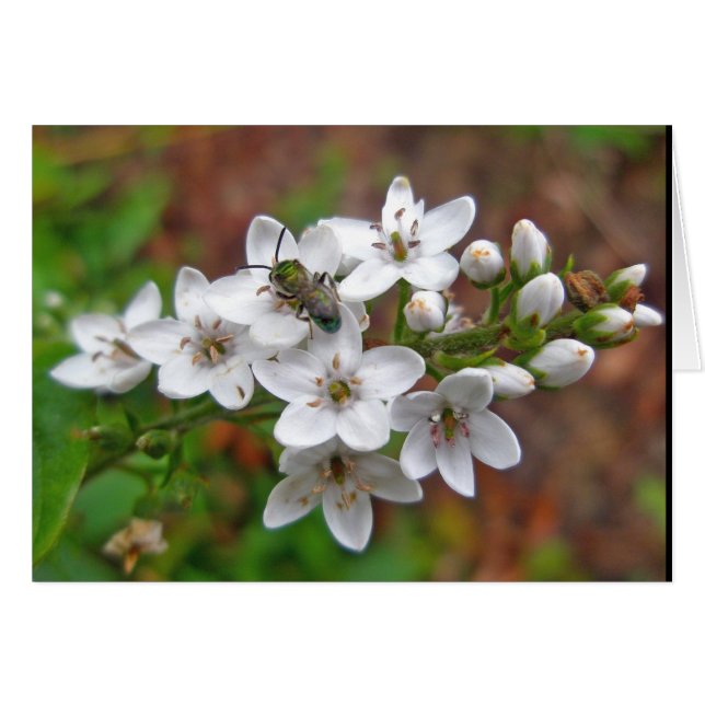 White Wildflower & Bee Fly (Devant horizontal)