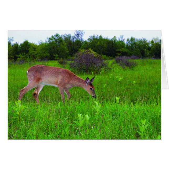 Whitetail Deer (Devant horizontal)