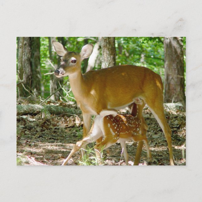 Whitetail Deer - Carte postale Doe et Fawn (Devant)