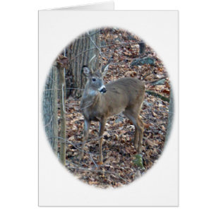 Whitetail Deer Spike Buck Series