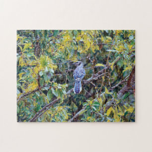 Wild Blue Jay Bird Art Puzzle
